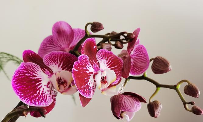 蝴蝶兰花语与寓意（神秘的蝴蝶兰）