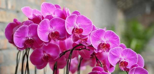 蝴蝶兰花语与寓意（神秘的蝴蝶兰）