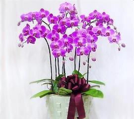 蝴蝶兰花的花语与代表意义（探寻蝴蝶兰花背后的神秘符号与象征）