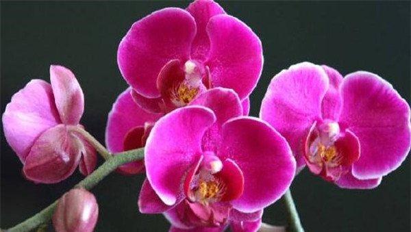 蝴蝶兰花的花语与代表意义（探寻蝴蝶兰花背后的神秘符号与象征）