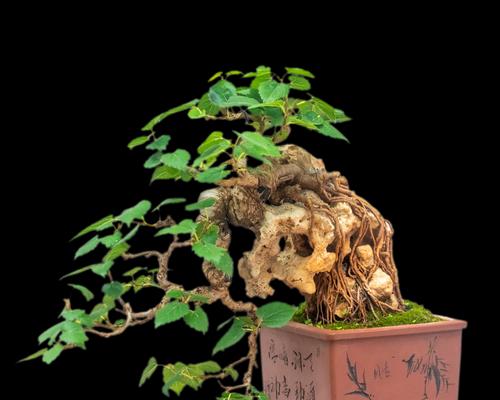 黄荆盆景的风水寓意与摆放位置（探秘黄荆盆景的风水禁忌与布置技巧）