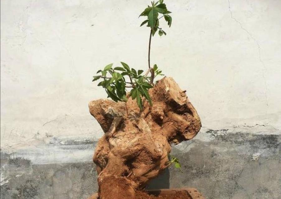 黄荆树的风水寓意与盆景（揭秘黄荆树的神奇作用）