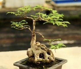 黄荆树的风水寓意与盆景（揭秘黄荆树的神奇作用）