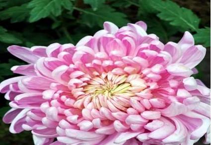 黄菊花的花语与寓意（传递快乐与友情的黄菊花）