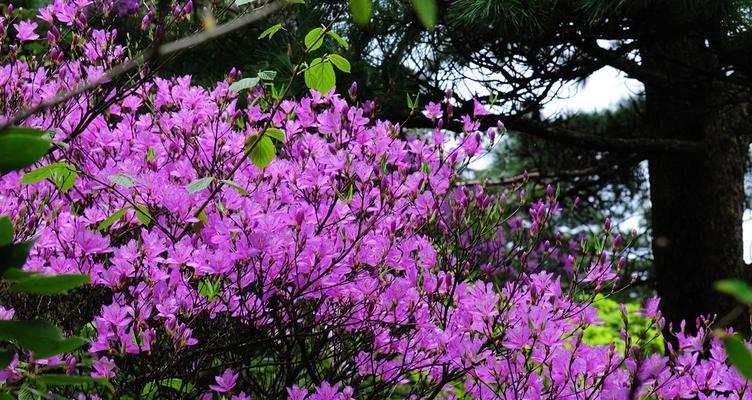 黄山市花杜鹃花的象征与意义（花开如火）