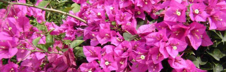 江门市花勒杜鹃的花语寓意（探索江门市花勒杜鹃的花语）