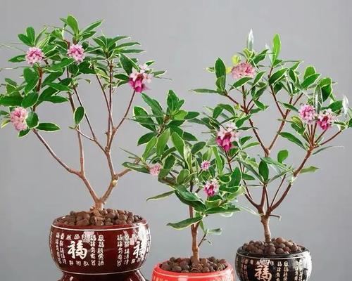 以金边瑞香的寓意和象征风水，为您带来繁荣和好运（了解金边瑞香的象征意义）