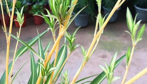 金心吊兰开花之美——解读开花寓意（品味生命之花）