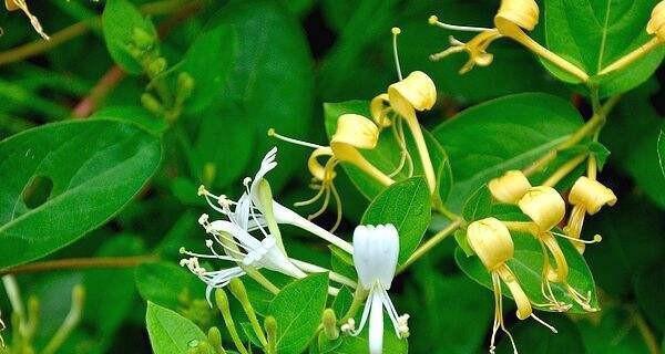 金银花花语与寓意（金银花代表的健康、幸福和希望）