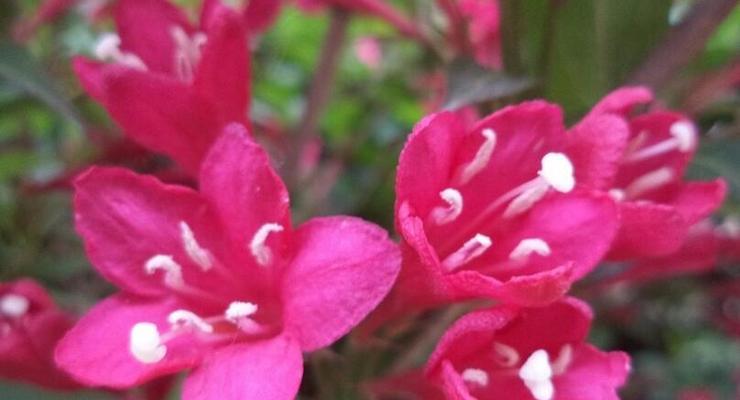 锦带花的花语与寓意（探索锦带花的内涵）