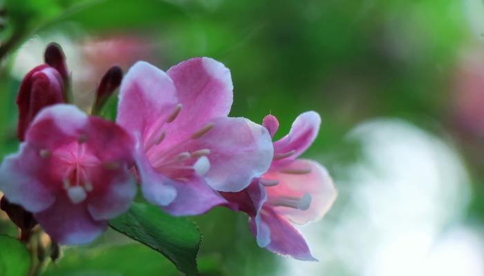 锦带花的花语与寓意（探索锦带花的内涵）