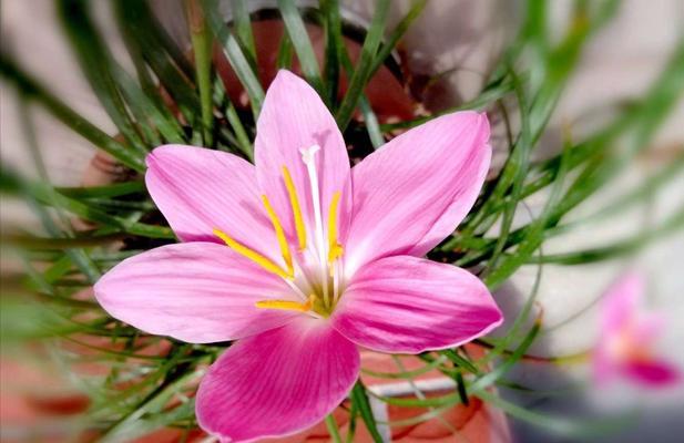 韭莲花语（以韭莲的花语是什么）