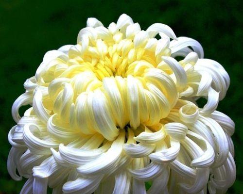 菊花代表十二生肖的意义（探寻菊花与十二生肖之间的奇妙关系）