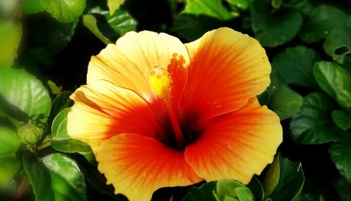 扶桑花的花期及开花次数（探究扶桑花的开花时间与生长特点）