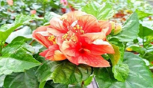 扶桑花的花期及开花次数（探究扶桑花的开花时间与生长特点）