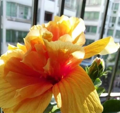 扶桑的四季浇水技巧（春夏秋冬不同的浇水方法让扶桑茁壮成长）
