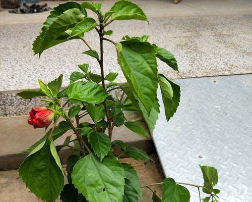 扶桑的四季浇水技巧（春夏秋冬不同的浇水方法让扶桑茁壮成长）