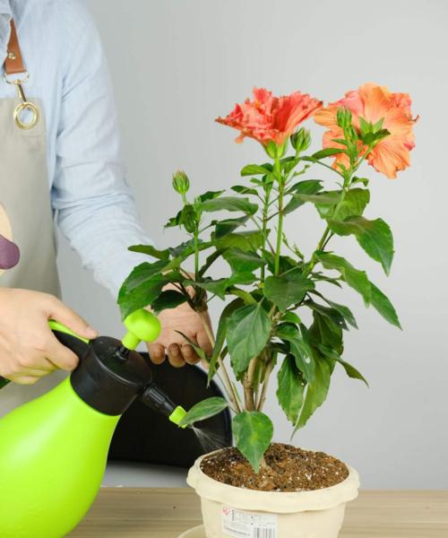 扶桑烂根的治疗方法（探索中医药的治疗效果）