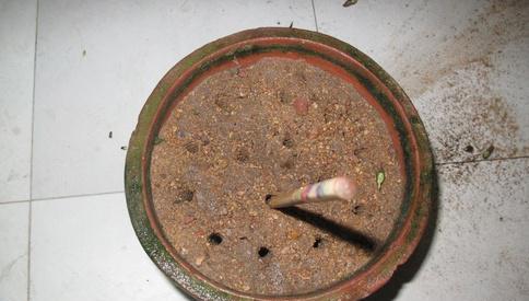 扶桑烂根的治疗方法（探索中医药的治疗效果）