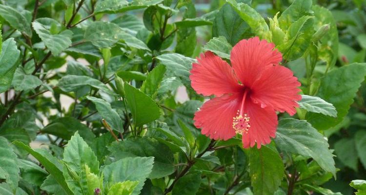 扶桑的开花时间和花期详解（了解扶桑）