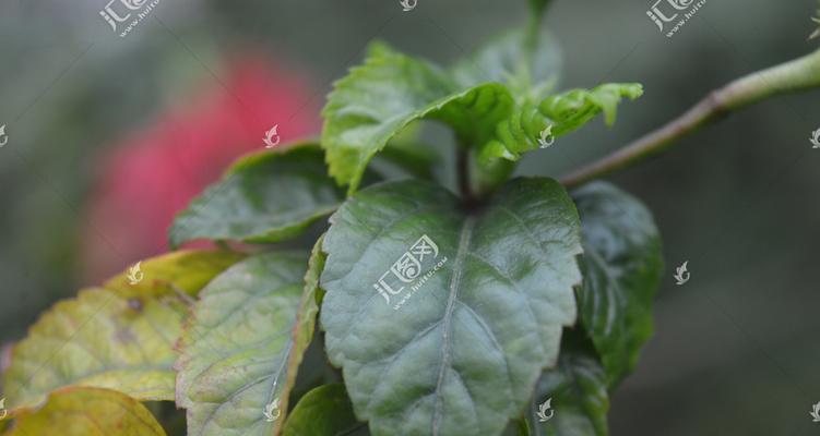 扶桑长虫子的防治方法（学会这些方法）