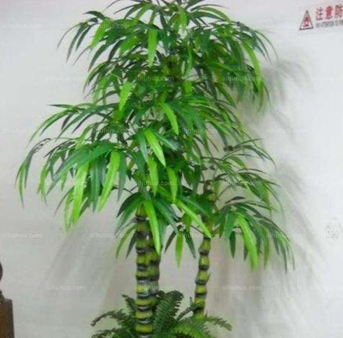 佛肚竹根系发达的原因（探究佛肚竹根系的特点及功能）