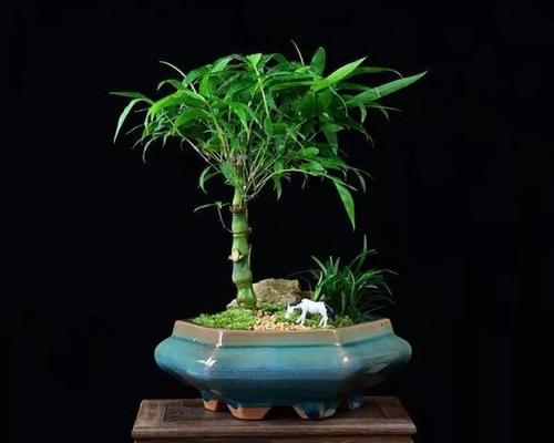 佛肚竹的清新空气，你值得拥有（佛肚竹的毒性解析与摆放技巧）