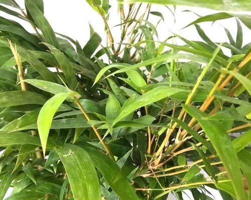 佛肚竹叶片发黄的原因和处理方法（佛肚竹的养护技巧）