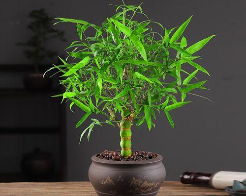 佛肚竹盆栽的选择与养护（如何选择合适的盆和土壤）