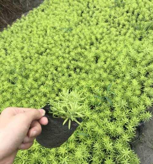 佛甲草的正确修剪时间与方法（教你如何让佛甲草更加茂盛健康）
