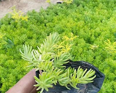 佛甲草的养殖技巧（让佛甲草长势旺盛的绝妙方法）