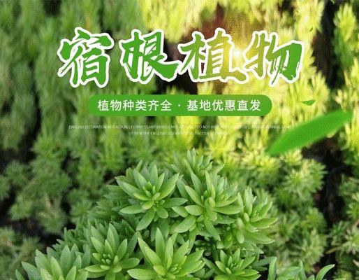佛甲草的养殖技巧（让佛甲草长势旺盛的绝妙方法）
