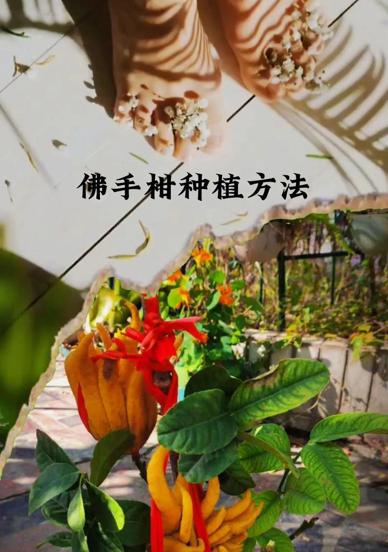 佛手柑几年结果实的奥秘（揭秘佛手柑结果实的时间和方法）