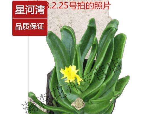 佛手托金何时开花（探秘佛手托金的开花时机及其独特魅力）