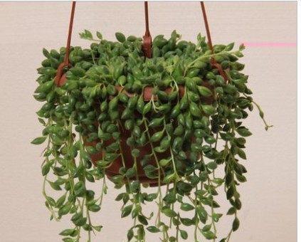 佛珠吊兰的养殖方法和注意事项（打造家居绿植新宠）