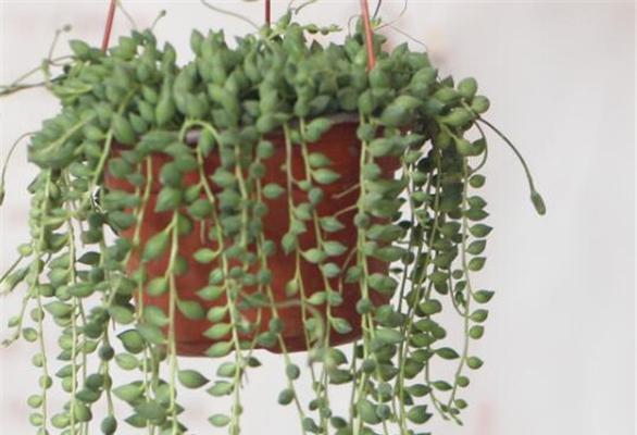 浇水指南｜佛珠吊兰的科学浇水方法（植物健康成长的关键｜佛珠吊兰浇水的时机）