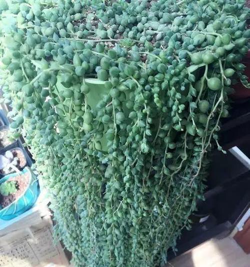 浇水指南｜佛珠吊兰的科学浇水方法（植物健康成长的关键｜佛珠吊兰浇水的时机）