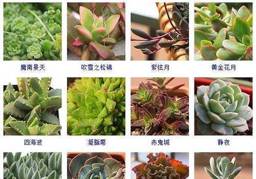 佛珠浇水小技巧（春夏秋冬不同）