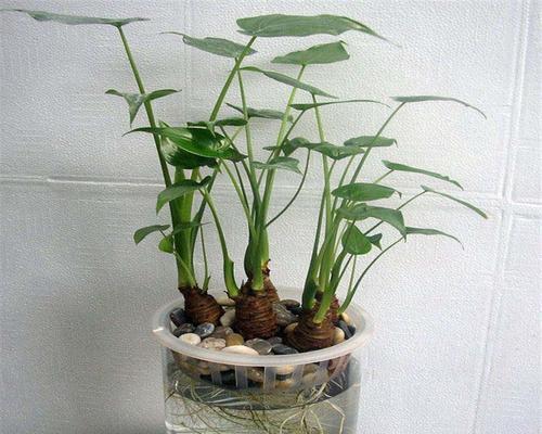 水培佛珠的方法与注意事项（佛珠水培）
