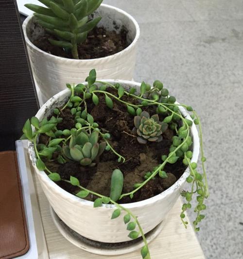 佛珠叶插方法与注意事项（佛珠叶插）