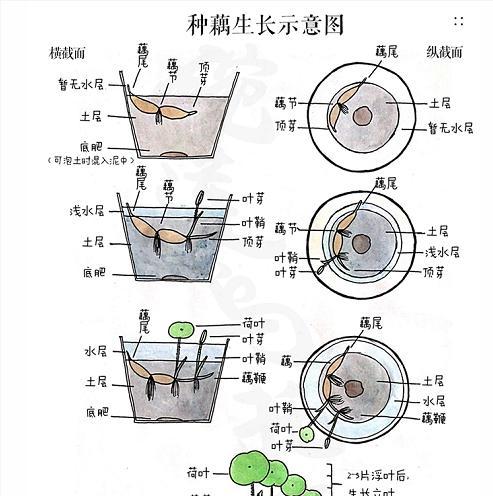 佛珠盆栽的养护方法（佛珠盆栽的养护时间及注意事项）