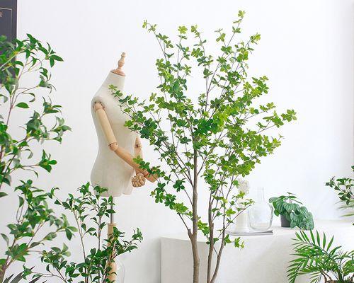 服装店里的理想花卉（打造舒适高雅的购物环境）