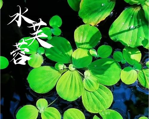 一年内浮萍生长速度快慢（探究浮萍生长速度）