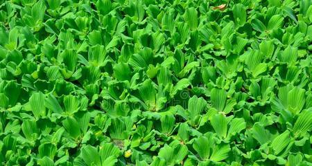 浮萍的分类与特征（探究浮萍是否属于被子植物）