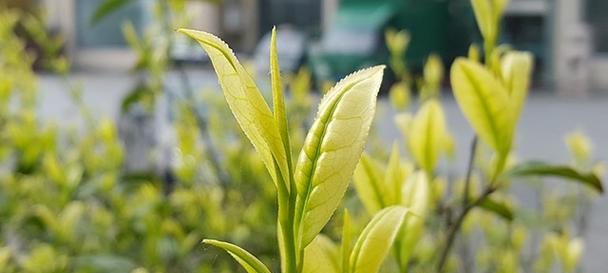 福鼎白茶的保存方法和时间（如何保存白茶保持原味与营养/白茶保存不得不知的注意事项）