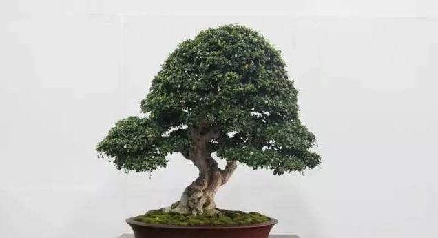 福建茶盆景的土种方法（用什么土栽培最好）