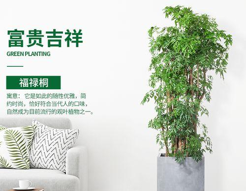 福禄桐的摆放位置及禁忌（打造幸福的生活空间）