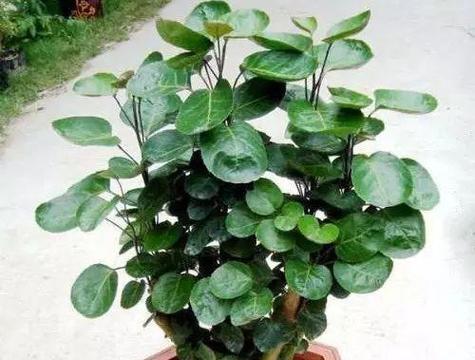 福禄桐的浇水技巧（一周一次水）