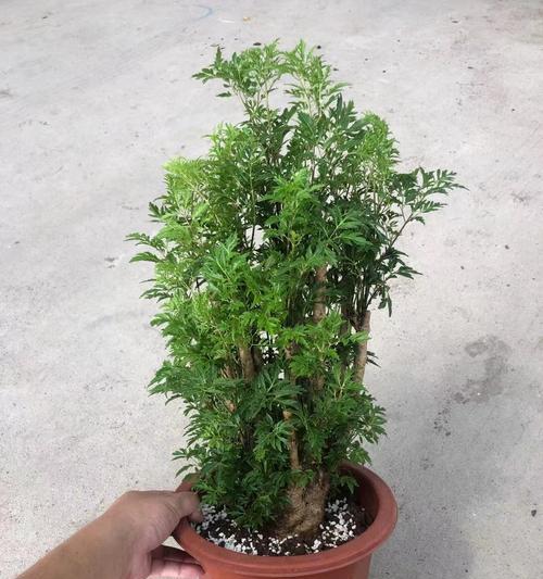 福禄桐烂根问题的解决方法（从根源处着手）