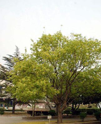 福州市的市树——榕树（探寻福州市的标志性植物）
